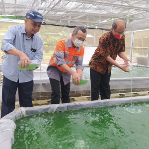 SBI Budidaya Mikroalga,Terobosan Inovasi Dekarbonisasi di Lingkungan Operasional Pabrik   