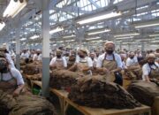 Menjaga Kilau Daun Emas, Rahasia Tembakau Berkualitas Ekspor