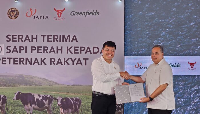 Kejar Swasembada, JAPFA-Greenfields Distribusikan Ribuan Sapi Perah Impor di Jatim