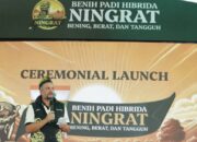 Syngenta Luncurkan Benih Padi Hibrida Ningrat NK2133 Dukung Swasembada Beras