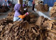 Serapan Tembakau Pamekasan Sudah Capai 20.500 Ton, Target 29.000 Ton di Akhir Panen