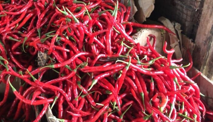 Harga Cabai Keriting di Kediri Melonjak Capai Rp54.000/Kg, Cabai Rawit Merah Turun Tipis