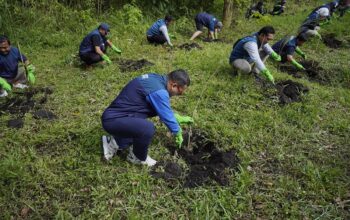 Hijaukan Jawa Timur, PT Terminal Petikemas Surabaya Tanam 120 Bibit Pinus di Coban Talun