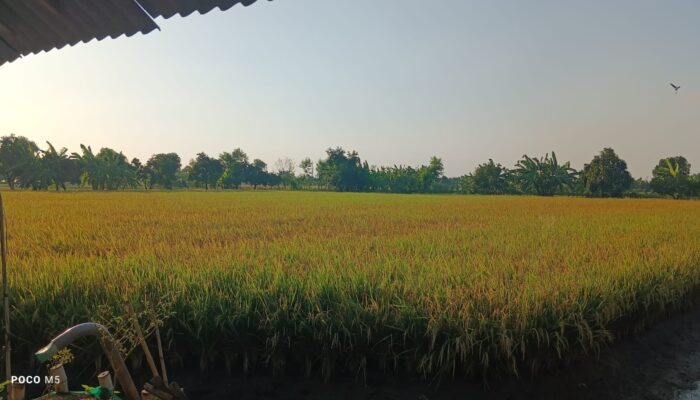 Stok Beras RI Capai Rekor Tertinggi, Pemerintah Optimistis Tanpa Impor hingga 2026