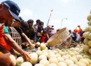Lewat Program Pestani, Petrokimia Gresik Tingkatkan Produktivitas Melon Pantura 10 Persen