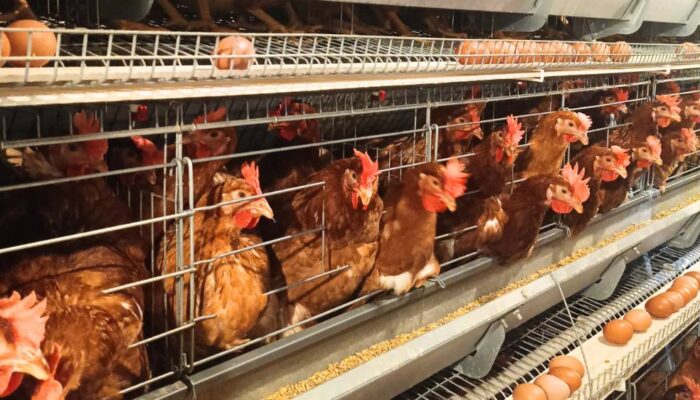 Surplus Produksi Dongkrak Ekspor Unggas Indonesia hingga Rp18,2 Miliar