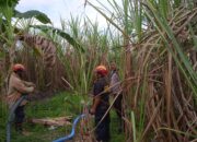 Kejar Swasembada Gula dengan Percepatan Tanam Tebu