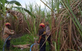 Kejar Swasembada Gula dengan Percepatan Tanam Tebu