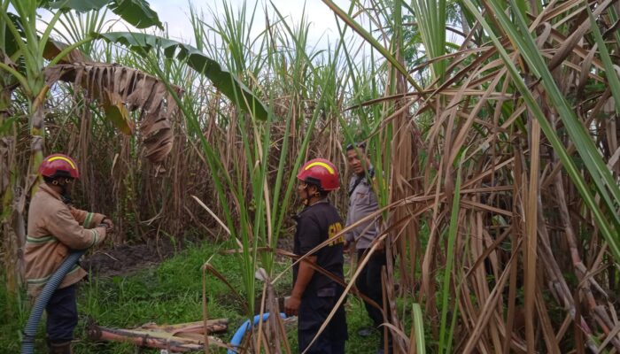 Kejar Swasembada Gula dengan Percepatan Tanam Tebu