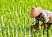 BRI Kucurkan KUR Rp 65,95 Triliun, Sektor Pertanian Mendominasi