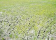Atasi Dampak El Nino, Kementan Aliri 3.233 Hektare Sawah di Lamongan