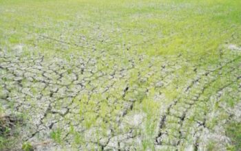 Atasi Dampak El Nino, Kementan Aliri 3.233 Hektare Sawah di Lamongan