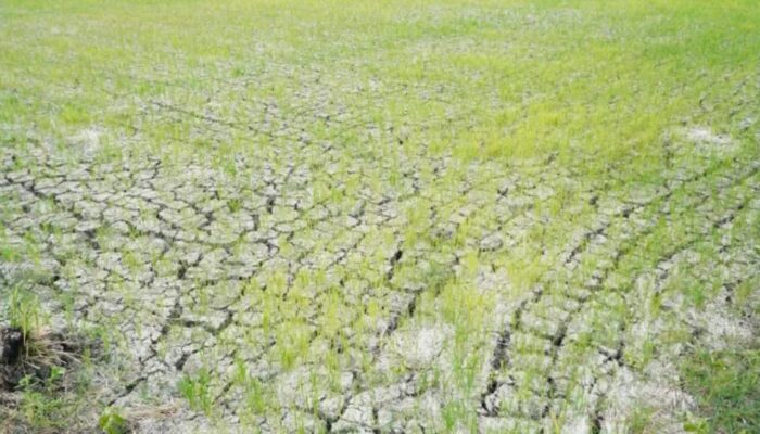 Atasi Dampak El Nino, Kementan Aliri 3.233 Hektare Sawah di Lamongan