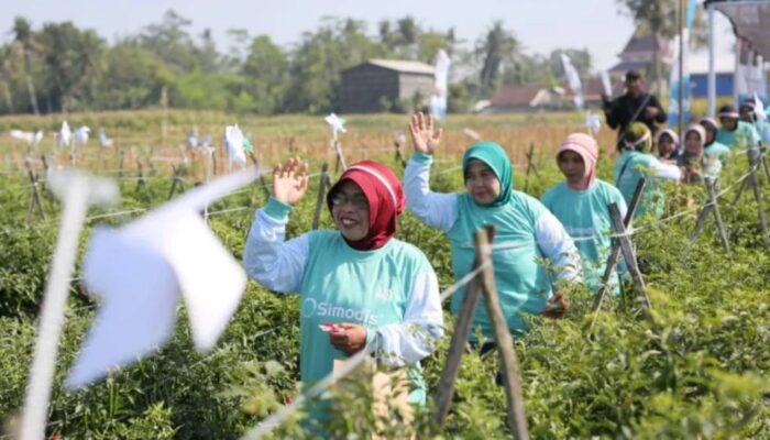 Pertama di Indonesia, Syngenta Luncurkan SIMODIS® untuk Kendalikan Thrips Cabai