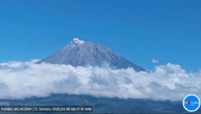 Gunung Semeru Kembali Erupsi, Kolom Abu 700 Meter dan Bergerak ke Utara