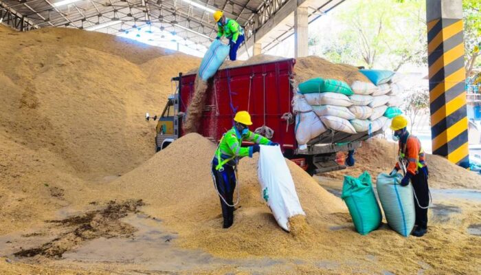 SIG Optimalkan Sekam Padi sebagai Bahan Bakar Alternatif, Konsumsi Capai 400 Ton per Hari