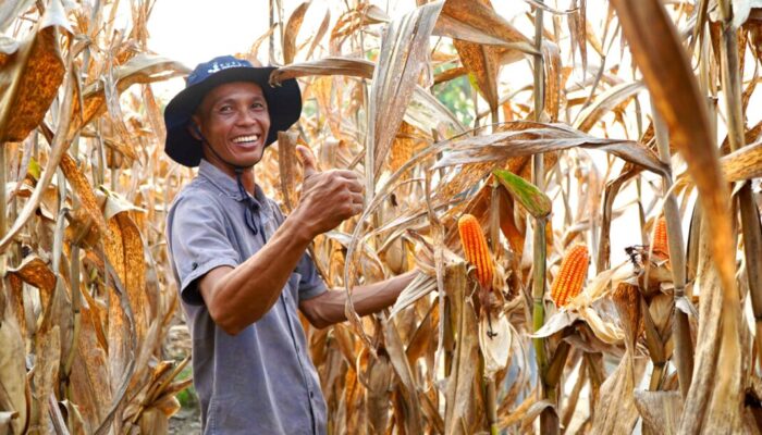 Bulog Siap Jadi Penyangga Ekosistem Jagung Nasional